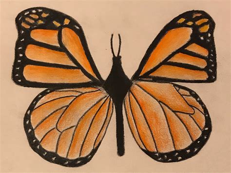 Draw A Butterfly Challenge Winners Amnh