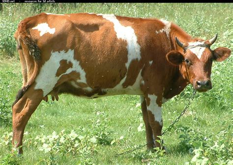 The Cow Useful And Lovely Animal Animals Lover