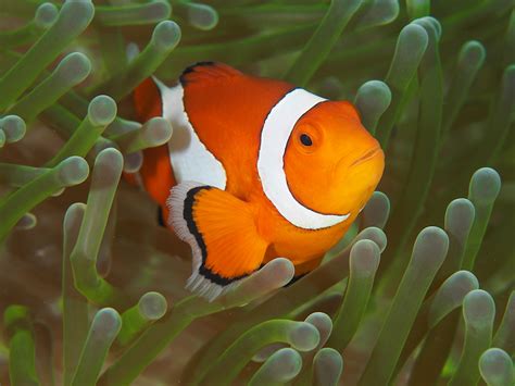 Anemones Clownfish Philippines Jacks Underwater Photography Feature
