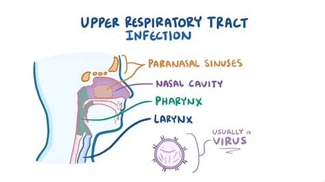 Upper Respiratory Tract Infection Video And Anatomy Osmosis