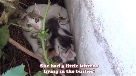 Injured Cat Seeking Help Leads Compassionate Human To Her Litter Of