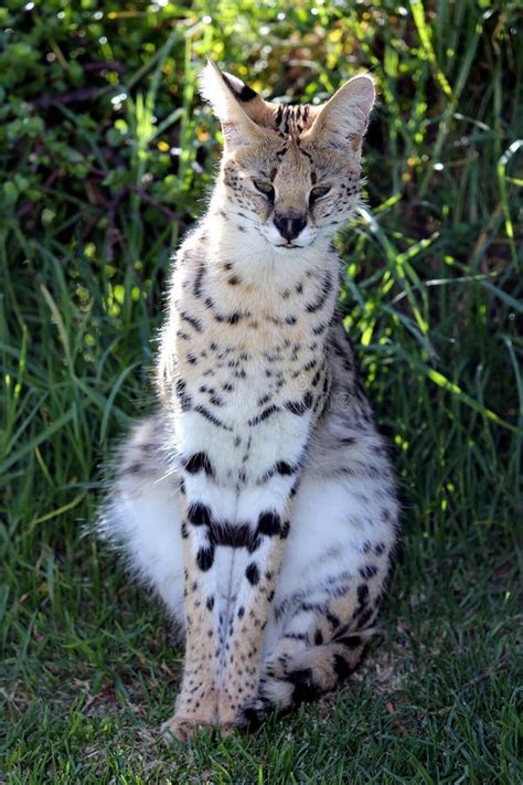 Serval Wild Cat Stock Photo Image Of Wild Sitting Outdoor 35377256