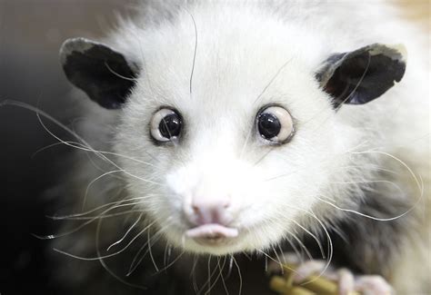 Wallpaper Opossum Face Tongue Hair 4000x2749 Wallpaperup