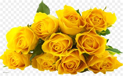 Bunga ini mempunyai lebih dari 100 jenis atau spesies berbeda yang dapat kita temukan diseluruh penjuru dunia. Fantastis 24+ Download Picture Bunga Rose - Gambar Bunga Indah