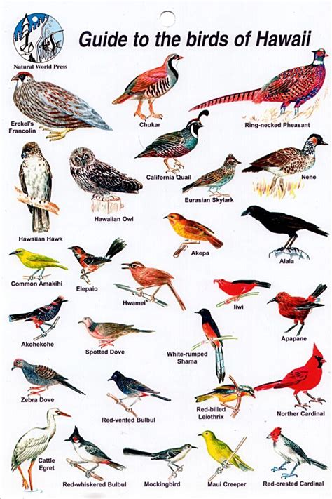 Maui Bird Chart Maui Travel Birds Hawaii Travel
