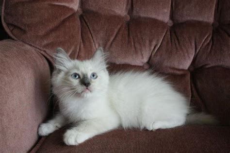 Debbie is a member of the international cat association or tica. Ragdoll Kittens for sale 15 weeks old for Sale in ...