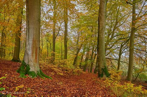 Old Beech Trees Grumsin Beech Forest Uckermark This Autu Flickr