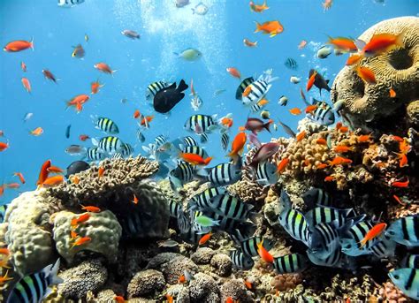 Sea Ocean Fish Corals Fototapet Tapet På Europostersdk