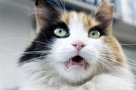 11 Smells Cats Hate And How To They Can Repel Cats