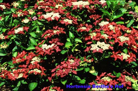 See full list on goodgardn.nl Hydrangea macrophylla 'Rotschwanz' - Hortensia Bertha's Hof