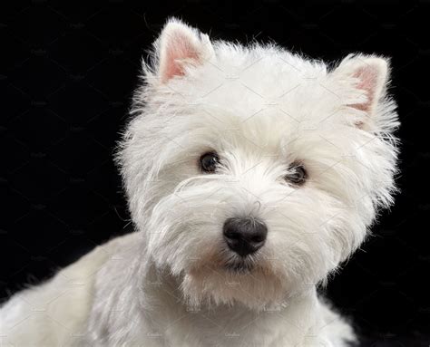 West Highland White Terrier Dog Featuring White Terrier And Highland