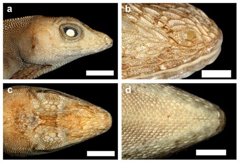Head Scalation In Anolis Marsupialis Smf 76031 A Lateral View B