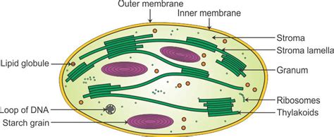A view's render() method can be bound to a model's change() event. i draw a neat and well labelled diagram of the chloroplast ...