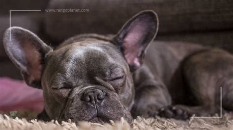 15 Mind Blowing Facts About French Bulldogs