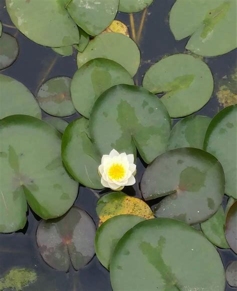 Lily Pad Flower Wholesale Fresh Flowers Wholesale Flowers Lily Pads