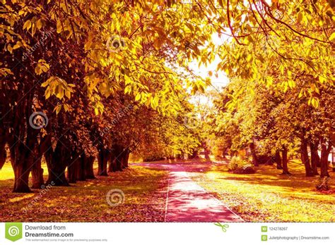 Beautiful Golden Autumn Scenery With Trees And Golden