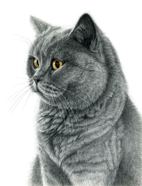 The Chartreux Portrait G112 Art Print By S Schukina Pics Of Cute Cats