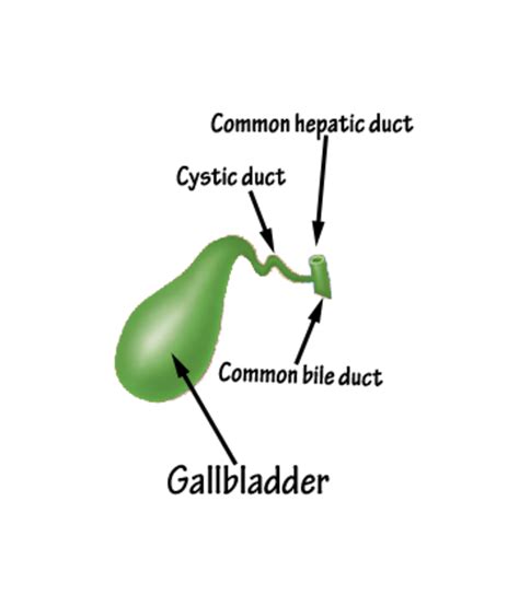 Basic Gallbladder Anatomy And Gallstones