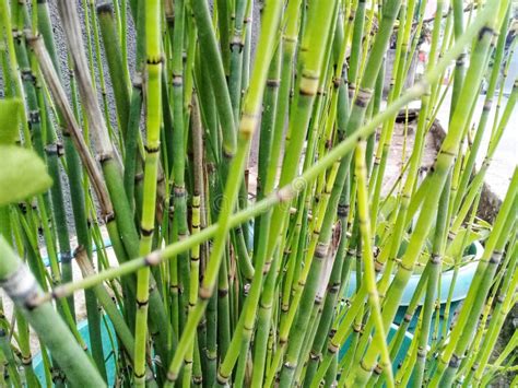 Water Bamboo Ornamental Plant Dracaena Sanderiana Stock Image Image