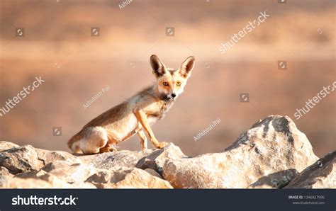 96 Arabian Red Fox Stock Photos Images And Photography Shutterstock