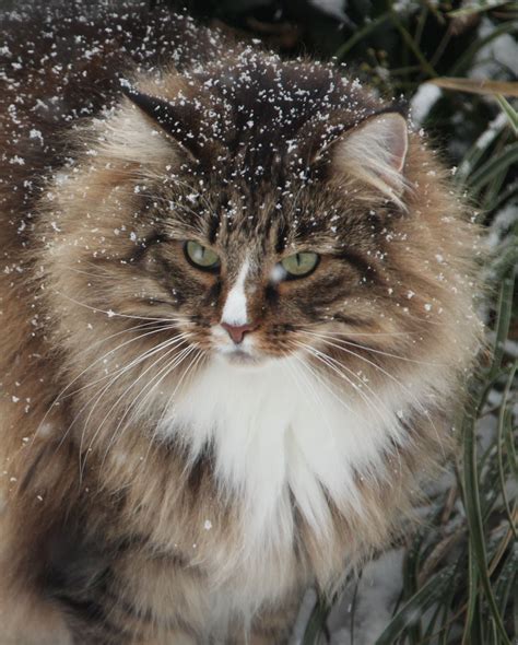 Untitled Norwegian Forest Cat Cats Beautiful Cats