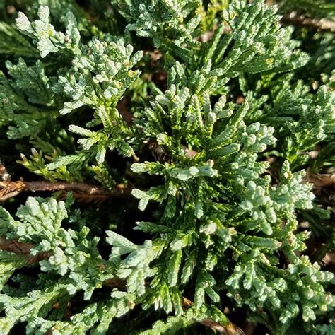 In summer this liriope will develop lilac blooms which stands out boldly against the. Van Zyverden Woodland Plant Virginia Blue Bells Roots (Set ...
