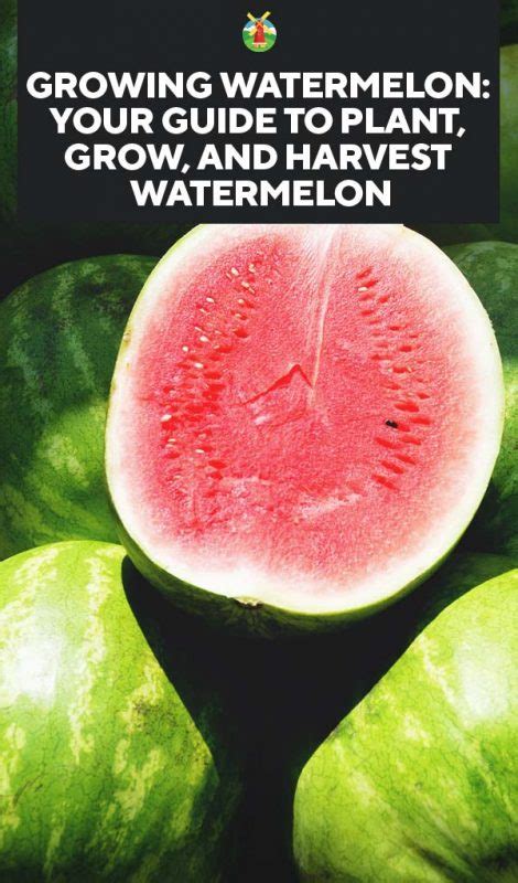 Growing Watermelon Your Guide To Plant Grow And Harvest