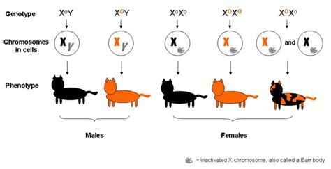 X Inactivation Marks The Spot For Cat Coat Color Science Project