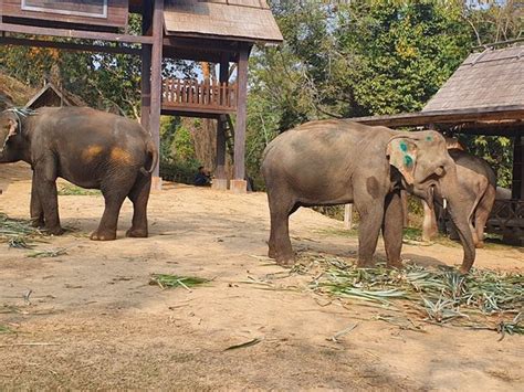 Elephant Village Sanctuary And Resort Luang Prabang All You Need To Know
