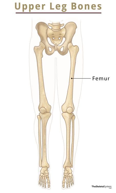 Bones In The Leg Their Names Basic Anatomy And Labeled Diagram