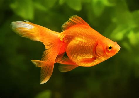 Ikan Goldfish Homecare24