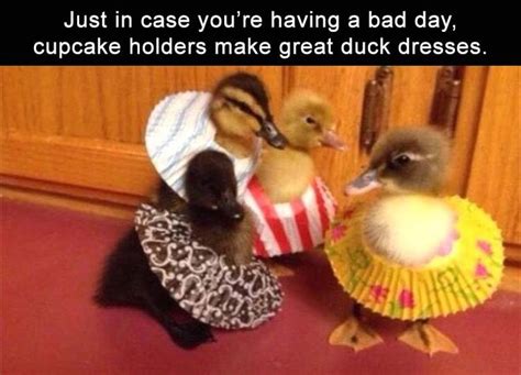 The 25 Best Ducks Ideas On Pinterest Baby Ducks Duck