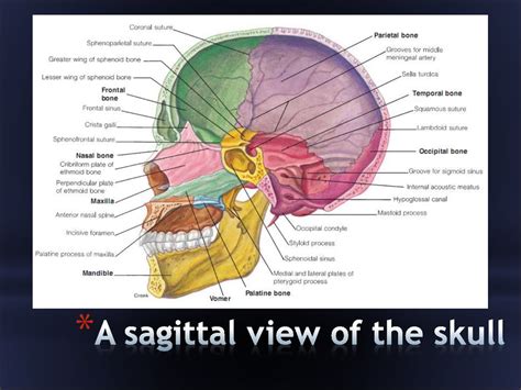 Clinical Anatomy Of The Head презентация онлайн