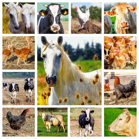 Collage Representing Several Farm Animals And A Wild Horse — Stock