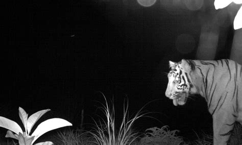 Photos Sumatran Tiger Caught On Camera In Its Natural Habitat
