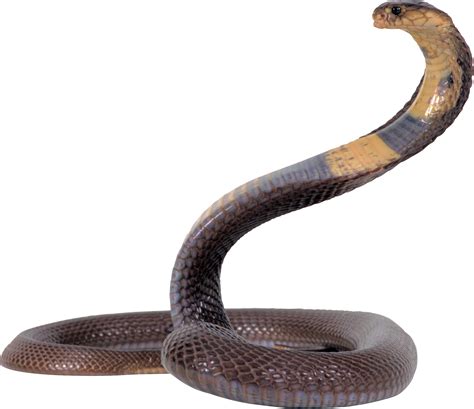 King Cobra Transparent Images Png Png Mart