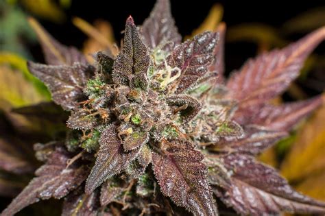 Top 10 Purple Strains Cannabis Training University