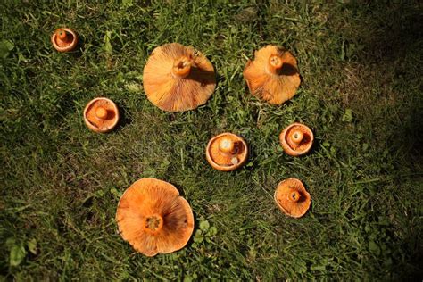 Mushroom Saffron Lactarius Deliciosus Edible Orange Mushroom In Nature