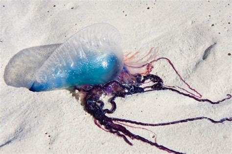 Dangerous Jellyfish Alert Along Malaysian Beaches Cyber Rt
