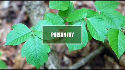 Poison Ivy Kids Botony How It Works And Treatment Youtube