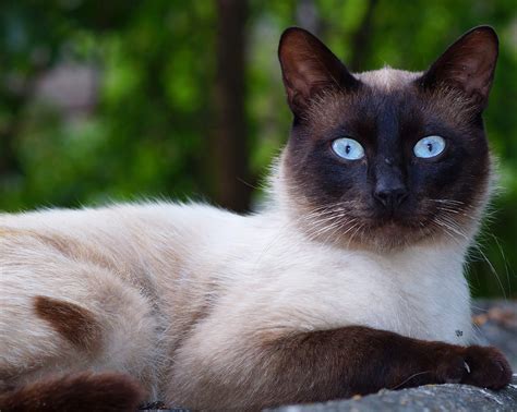 While color is a prominent feature in this breed, structure is also important. Siamese Cat | Breeds | Cat Mania - For Cat Lovers