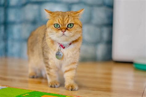Get To Know The British Shorthair Breed Aspca Pet Health Insurance