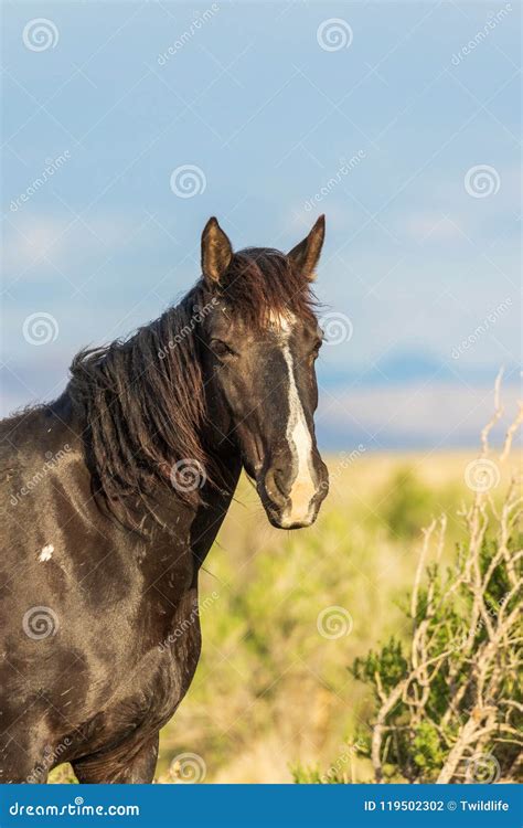 Portrait Of A Wild Horse Stallion Stock Photo Image Of Portrait
