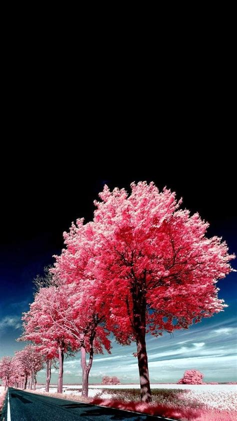 Tap And Get The Free App Nature Landscapes Trees Pink Black Unusual