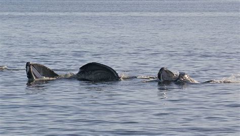 Record Number Of Calves Born To Salish Sea Humpback Whales This Year