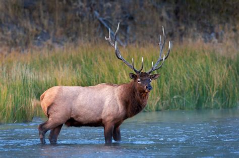 Bull Elk Standing In Madison River Yellowstone Photo Print Photos By