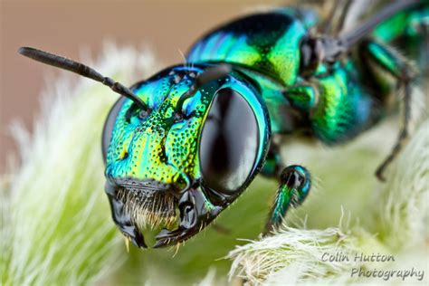 Metallic Bee Beautiful Bugs Macro Photography Insects Bugs And Insects