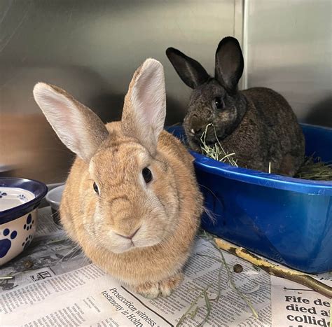 You Made it Possible: 246 Rabbits - The Humane Society for Tacoma