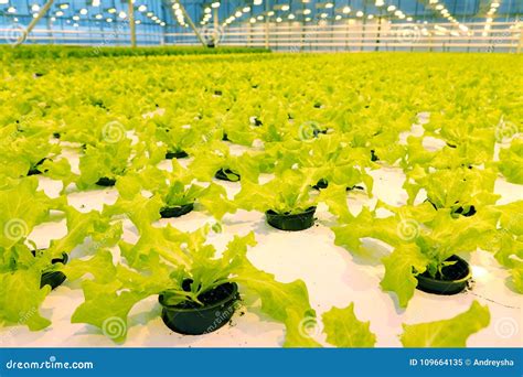 Growing Cucumbers In A Greenhouse Stock Image Image Of Agriculture
