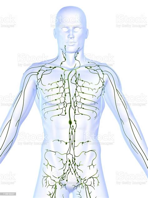 Lymphatic System Showing Lymph Nodes Of A Human Body Stock Photo And More